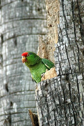 Red-crowned Parrot, Brownsville, Texas