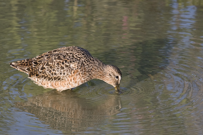 Short-billed Dowitcher, Leonabelle Turnbull Birding Center, Port Aransas, Texs