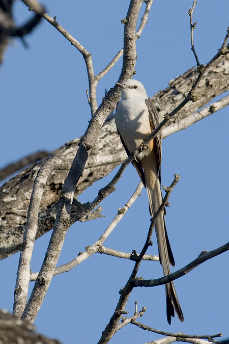 Scissor-tailed Flycatcher at Bentsen-Rio Grande Valley State Park, Texas