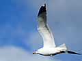 California Gull