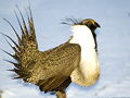 Greater Sage Grouse