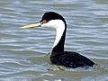 Western Grebe