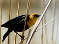 Yellow-headed Blackbird