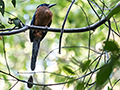 Amazonian Motmot and Nest Burrow, Chapada dos Guimaraes National Park, Brazil