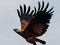 Black-collared Hawk, Piuval Lodge, Brazil and Rio Negro Oxbow,Porto Jofre, Brazil
