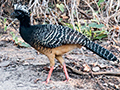 Bare-faced Curassow, Cuiab River, Porto Jofre, Brazil