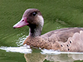 Brazilian Teal, Brazil