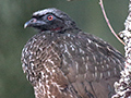 Dusky-legged Guan, Hotel do Ype,  Parque Nacional do Itatiaia, Brazil