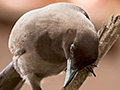 Purplish Jay, Piuval Lodge, Brazil
