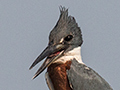 Ringed Kingfisher, Cuiab River, Porto Jofre, Brazil