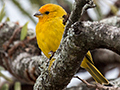 Saffron Finch, Hotel do Ype,  Parque Nacional do Itatiaia, Brazil and Ubatuba, Brazil
