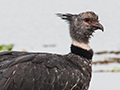 Souuthern Screamer, Hotel Pantanal Norte, Porto Jofre, Brazil
