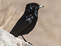 Velvety Black-Tyrant, Hotel do Ype, Itatiaia NP, Brazil