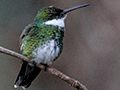 White-throated Hummingbird, Hotel do Ype,  Parque Nacional do Itatiaia, Brazil