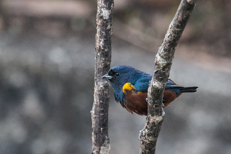 Chestnut-bellied Euphonia, Hotel do Ype,  Parque Nacional do Itatiaia, Brazil