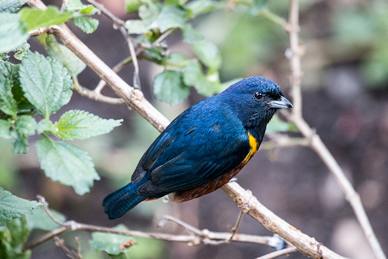 Chestnut-bellied Euphonia,  Parque Nacional do Itatiaia, Brazil