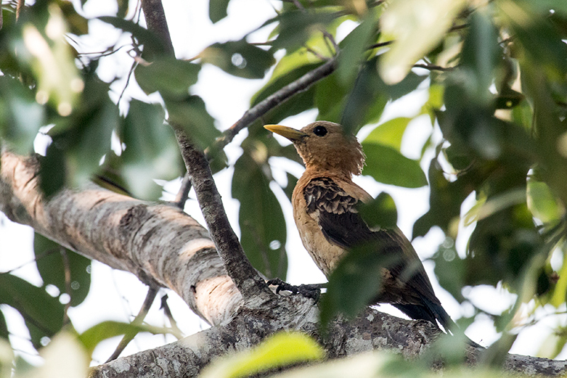 Cream-colored Woodpecker. Hotel Pantanal Norte, Porto Jofre, Brazil