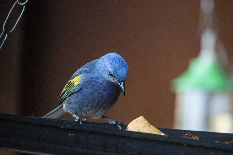 Golden-chevroned Tanager, Hotel do Ype, Parque Nacional do Itatiaia, Brazil