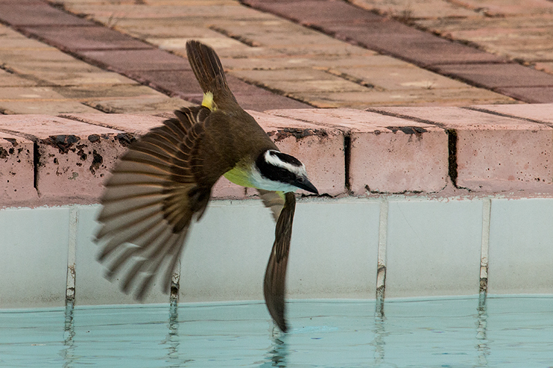 Great Kiskadee, Parque Nacional do Iguaçu, Brazil
