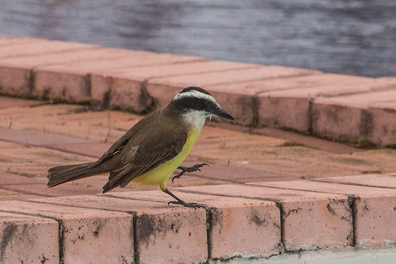 Great Kiskadee, Parque Nacional do Iguaçu, Brazil
