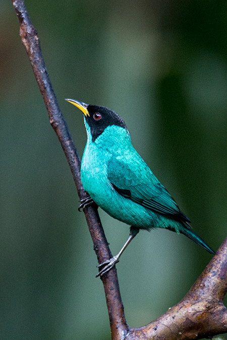 Male Green Honeycreeper,Jonas’s Feeders, Folha Seca Road, Ubatuba, Brazil