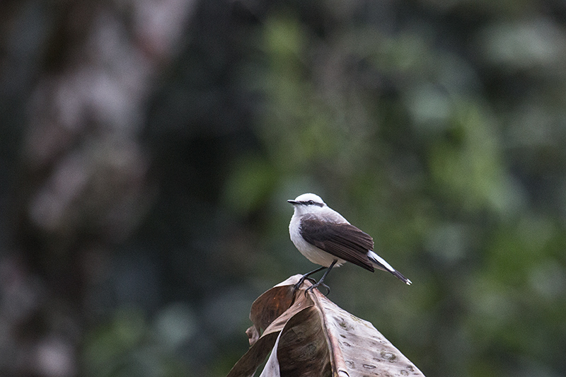 Masked Water-Tyrant, en route So Gotardo to Ubatuba, Brazil