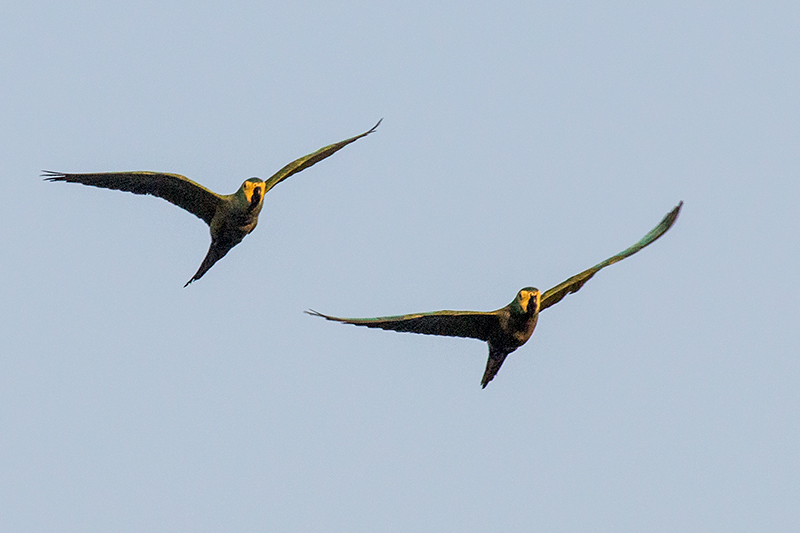 Red-bellied Macaw, Near Pousada Jardim da Amazonia, Brazil