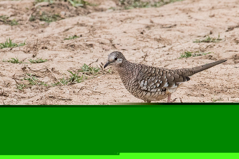 Scaled Dove, Hotel Pantanal Norte, Porto Jofre, Brazil 
