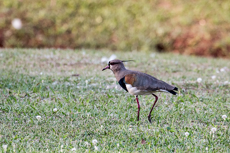 Southern Lapwing, Orquideas Hotel, Puerto Iguazú, Argentina