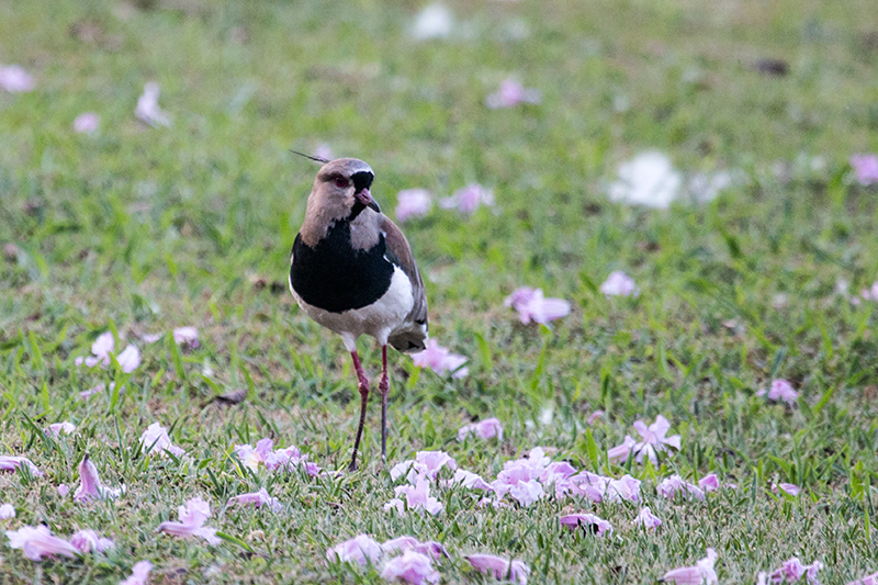 Southern Lapwing, Orquideas Hotel, Puerto Iguazú, Argentina