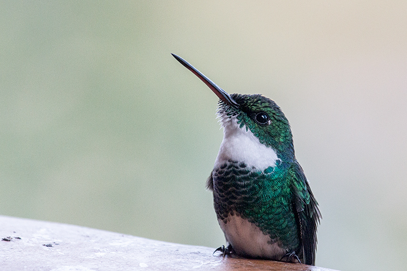 White-throated Hummingbird,Parque Nacional do Itatiaia, Brazil