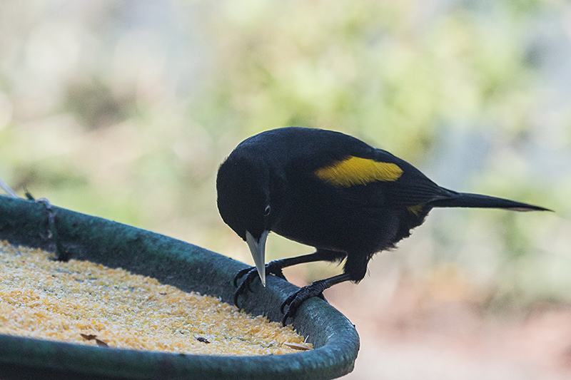 Yellow-rumped Cacique, Parque Nacional do Itatiaia, Brazil