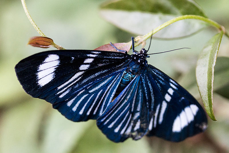 Brazilian Butterfly, Parque Nacional do Iguau, Brazil