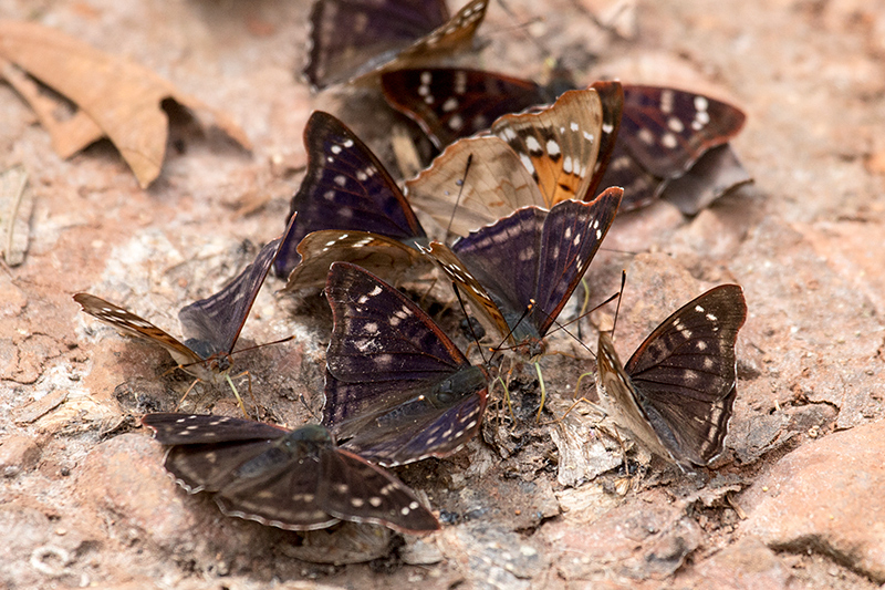 Argentine Butterflies, Iguaz National Park, Argentina