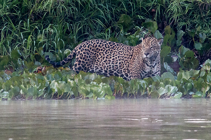 Jaguar, Cuiab River, Porto Jofre, Brazil 