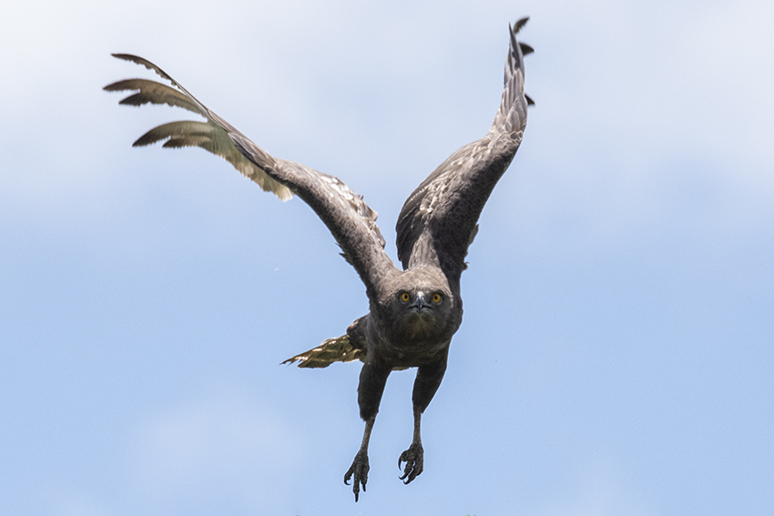 Brown Snake-Eagle, Tanzania by Richard L. Becker