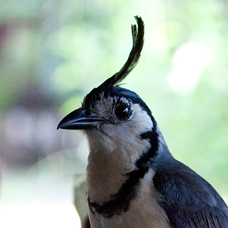 Black-throated Magpie-Jay, La Ensenada, Costa Rica