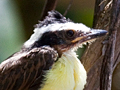 Juvenile Great Kiskadee