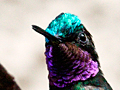 The Birds of Costa Rica and Other Images by Richard Becker