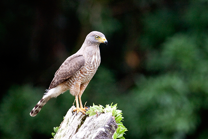 Roadside Hawk, Sarapiqui, Costa Rica by Richard L. Becker