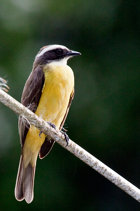 White-ringed Flycatcher, La Selva Biological Station, Costa Rica by Richard L. Becker