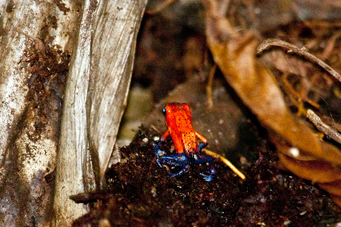 Blue Jeans Frog - Poison Dart Frog, La Selva Biological Station, Costa Rica by Richard L. Becker