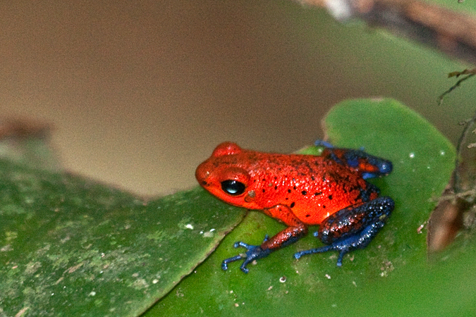 Blue Jeans Frog - Poison Dart Frog, La Selva Biological Station, Costa Rica by Richard L. Becker