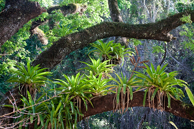 Bromeliads, Villa Lapas, Costa Rica by Richard L. Becker
