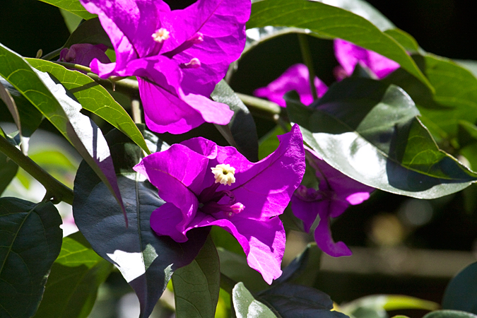 Bougainvillea, Hotel Bougainvillea, Santo Domingo, Costa Rica by Richard L. Becker