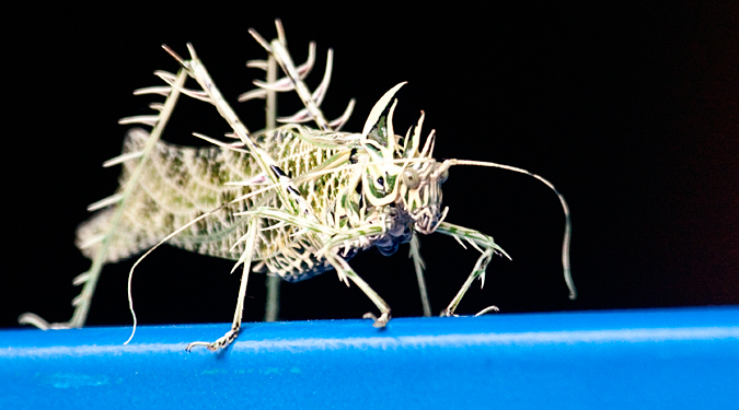 Katydid, Tapanti National Park, Costa Rica by Richard L. Becker