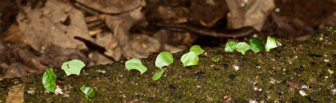 Leaf-Cutter Ants, La Selva Biological Station, Costa Rica by Richard L. Becker