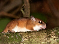 Mouse Opossum