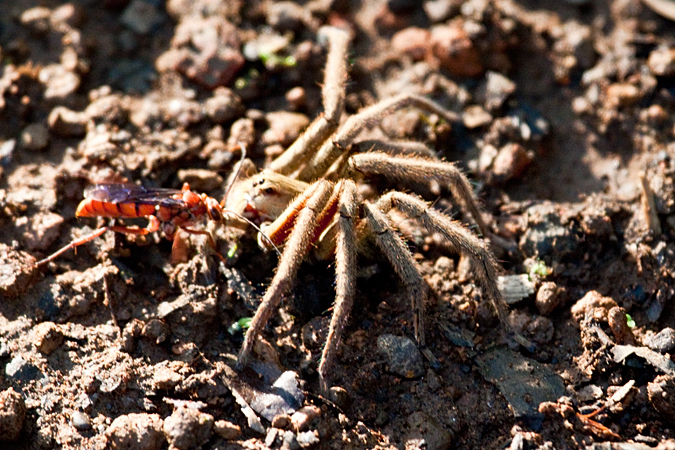 Wasp and Tarantula, La Selva Biological Station, Costa Rica by Richard L. Becker