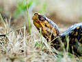 Box Turtle